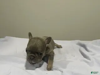 French Bulldog dogs French Bulldog Puppy 1 - Ad 7
