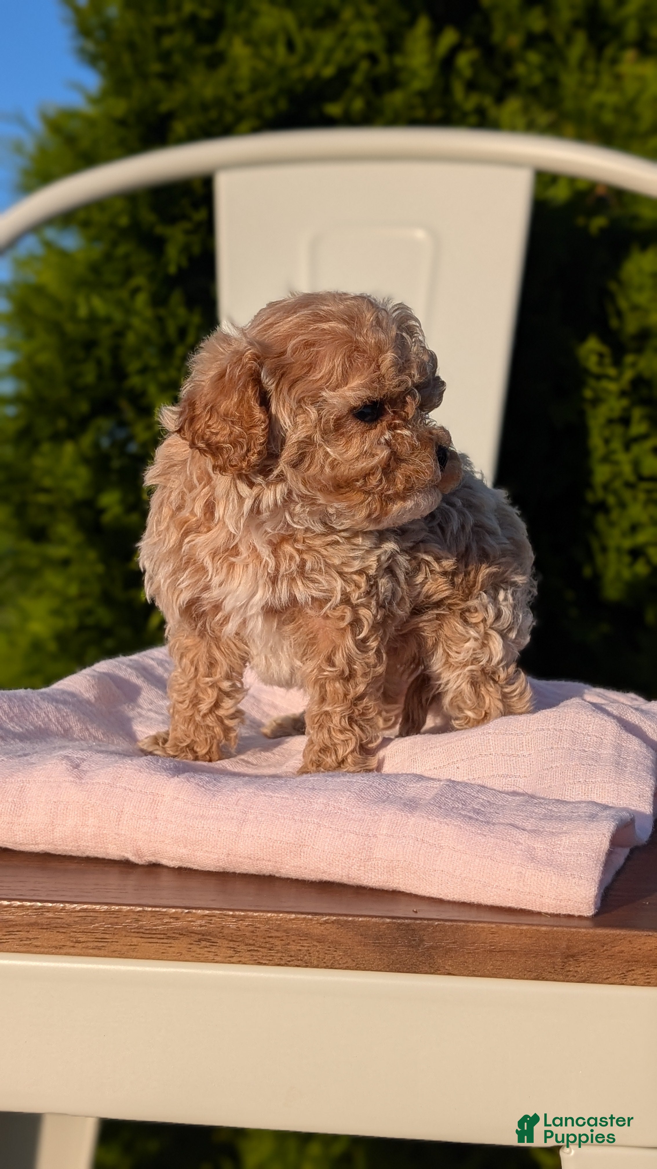 Cavapoo dogs Saint - Ad 2