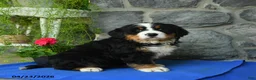 Bernese Mountain Dog dogs for sale: Sky - Ad 1