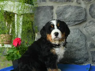 Bernese Mountain Dog dogs for sale: Sky - Ad 3