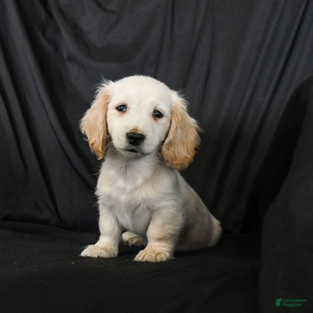 Miniature Dachshund dogs for sale: Warrior - Ad 2