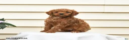 Aussiedoodle dogs for sale: Rosie - Ad 3