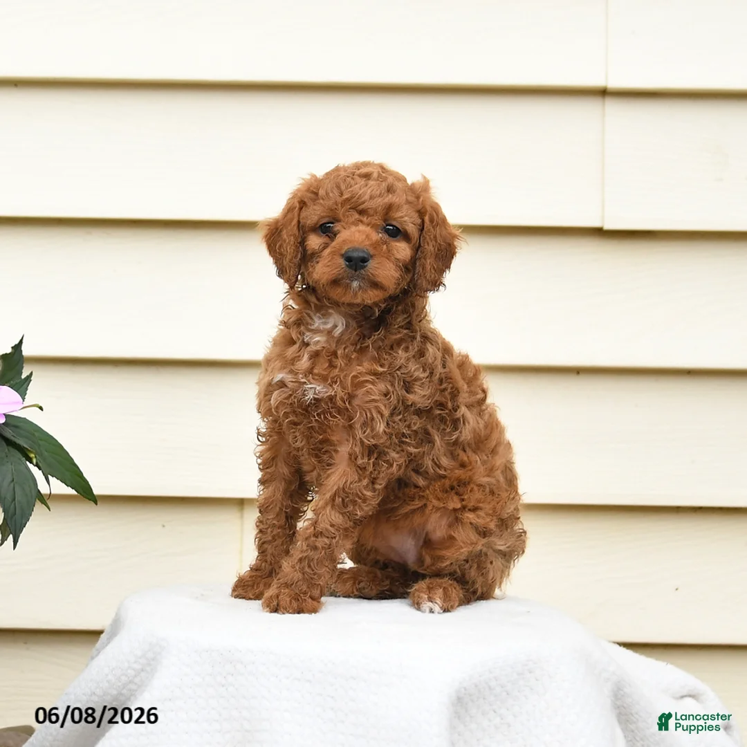 Aussiedoodle dogs for sale: Rosie - Ad 3
