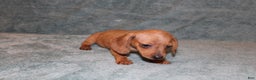 Miniature Dachshund dogs for sale: HAZEL MINI  - Ad 7