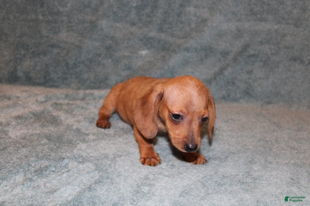 Miniature Dachshund dogs for sale: HAZEL MINI  - Ad 7