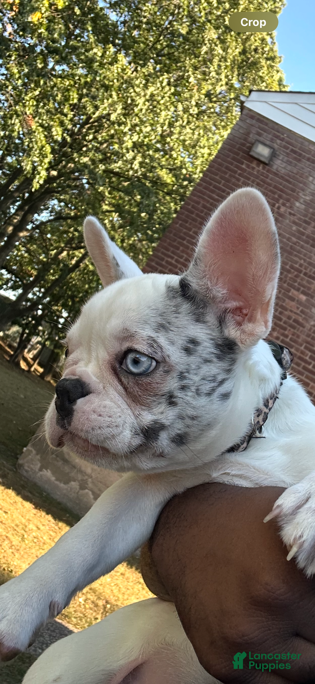 French Bulldog dogs for sale: Willow  - Ad 6