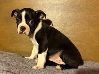 Boston Terrier dogs Big Boy Buster - Ad 13