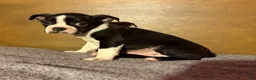 Boston Terrier dogs for sale: Big Boy Buster - Ad 1