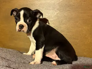 Boston Terrier dogs Big Boy Buster - Ad 6