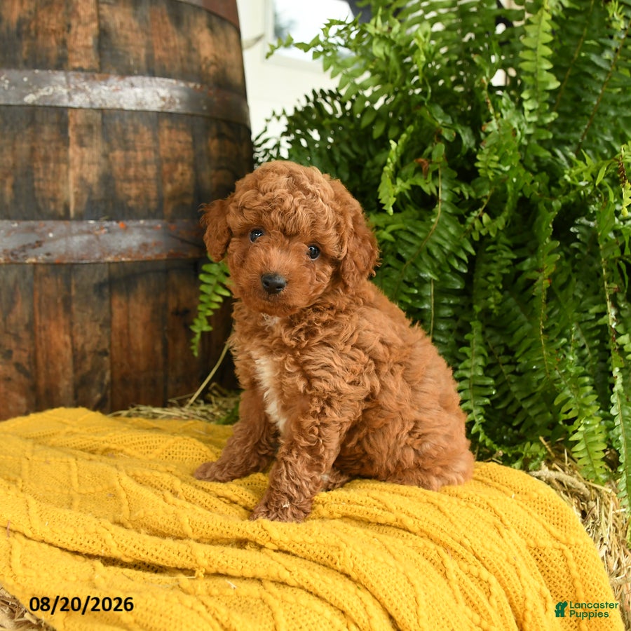 Toy Poodle dogs for sale: Napoleon - Ad 1