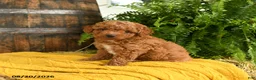 Toy Poodle dogs for sale: Napoleon - Ad 1