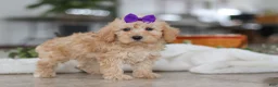 Schnoodle dogs for sale: Piper - Ad 4