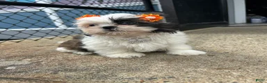 Shih Tzu Puppy 2