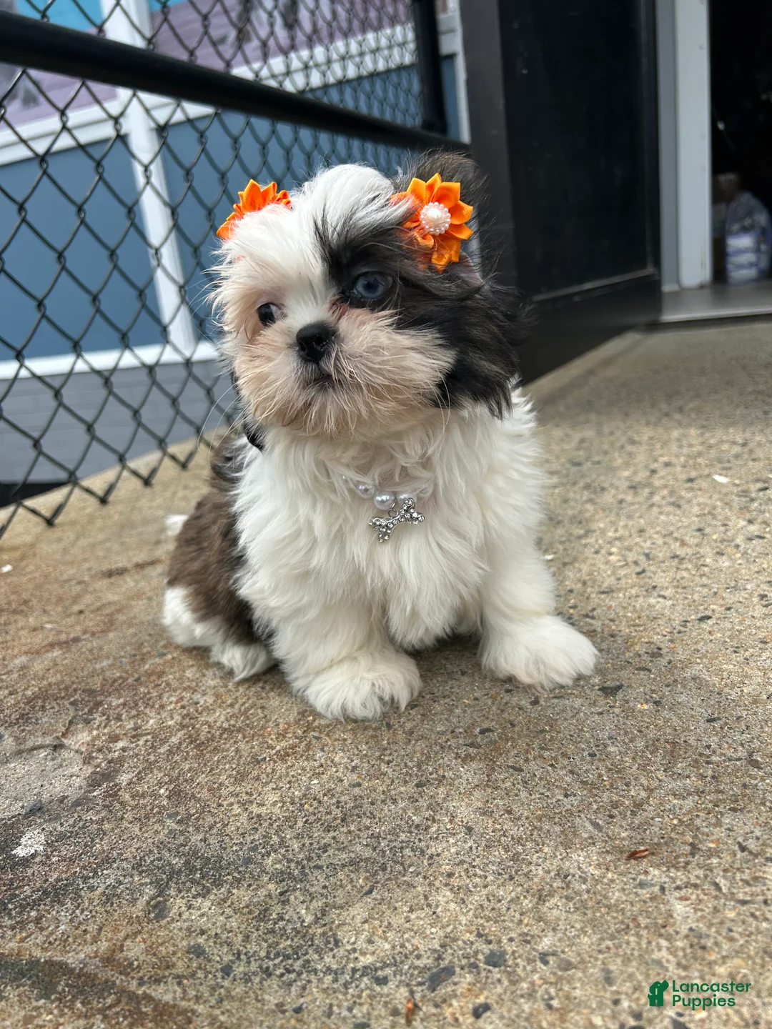 Shih Tzu dogs for sale: Shih Tzu Puppy 2 - Ad 1