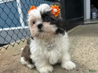 Shih Tzu dogs Shih Tzu Puppy 2 - Ad 3