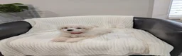 Pomapoo dogs for sale: Bunny - Ad 6