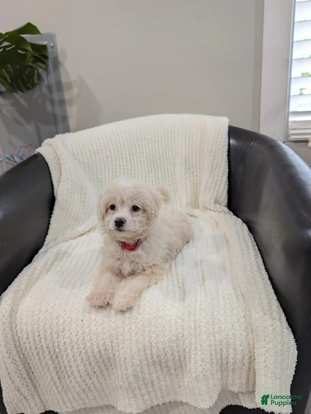 Pomapoo dogs for sale: Bunny - Ad 6