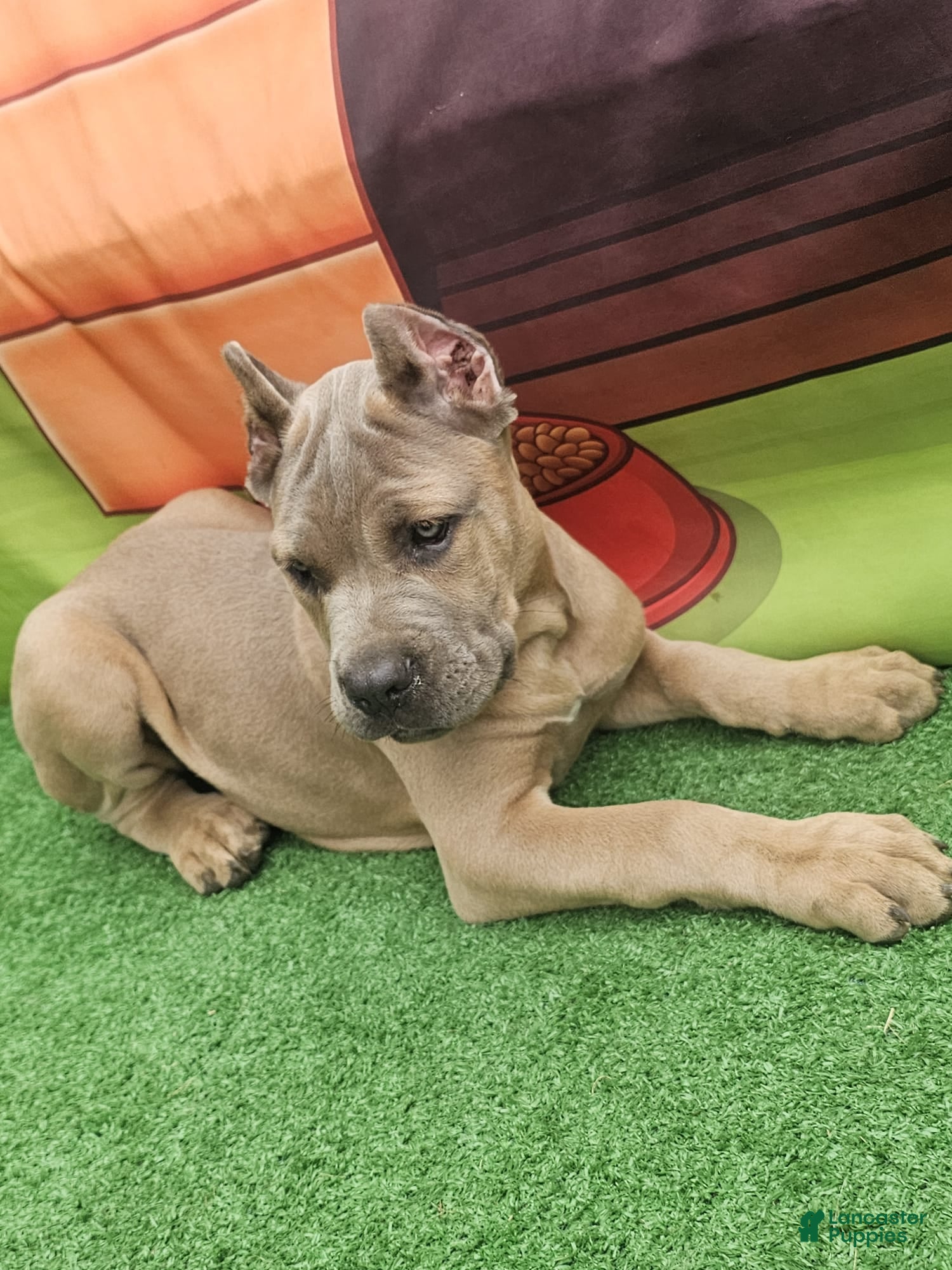 Cane Corso dogs ROCKY - Ad 1
