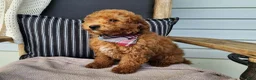 Mini Bernedoodle dogs for sale: Blake - Ad 3