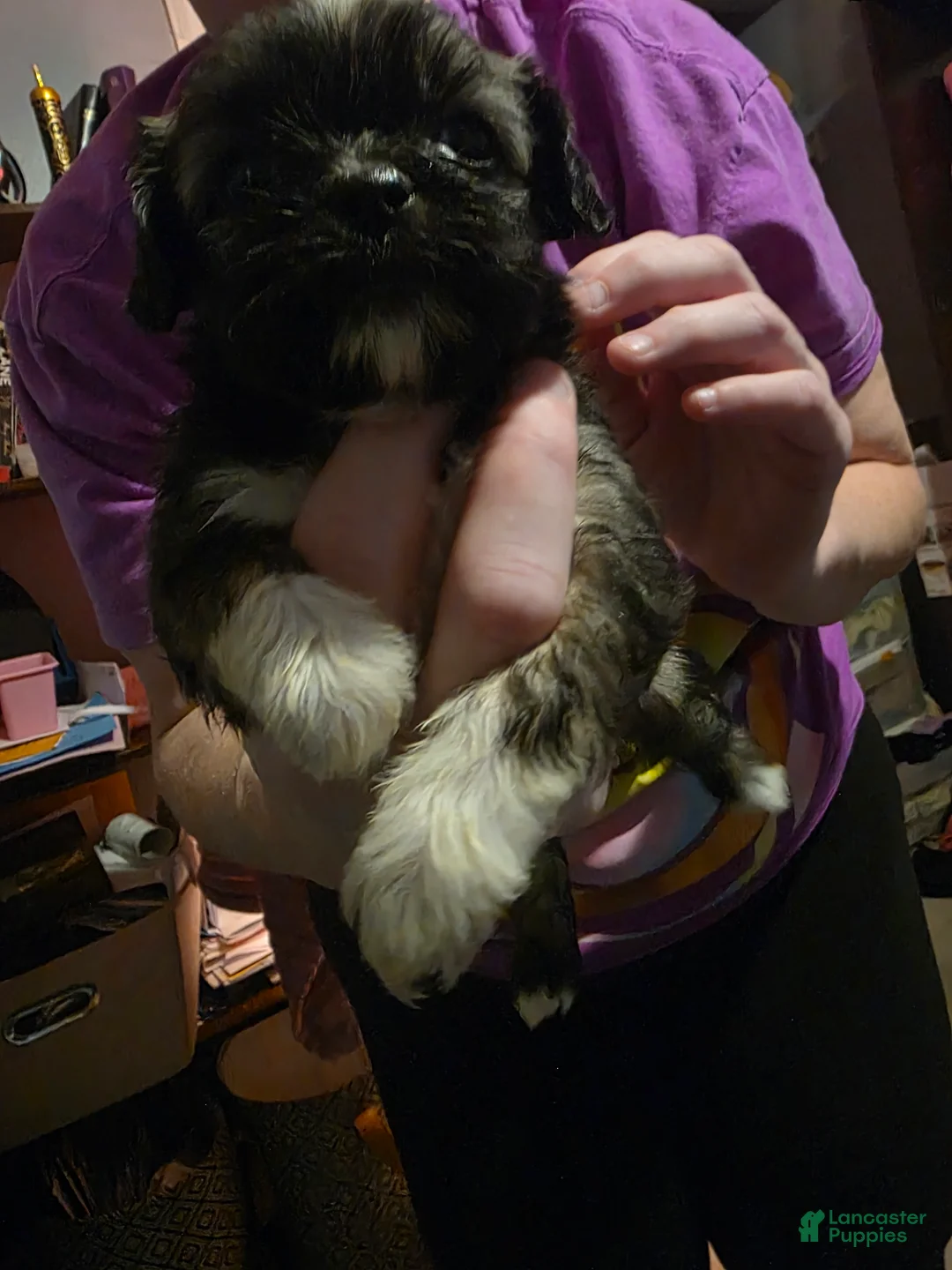 Mixed Breed dogs for sale: Mixed Breed 4 - Ad 2