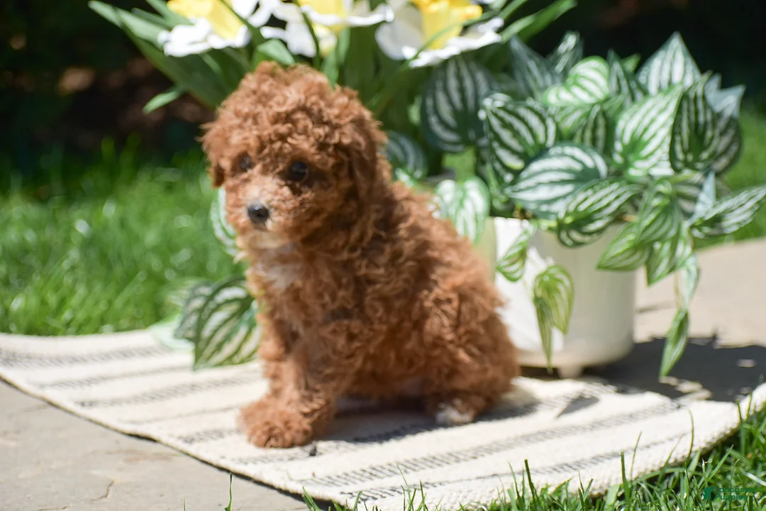 Miniature Poodle dogs for sale: Penny - Ad 5