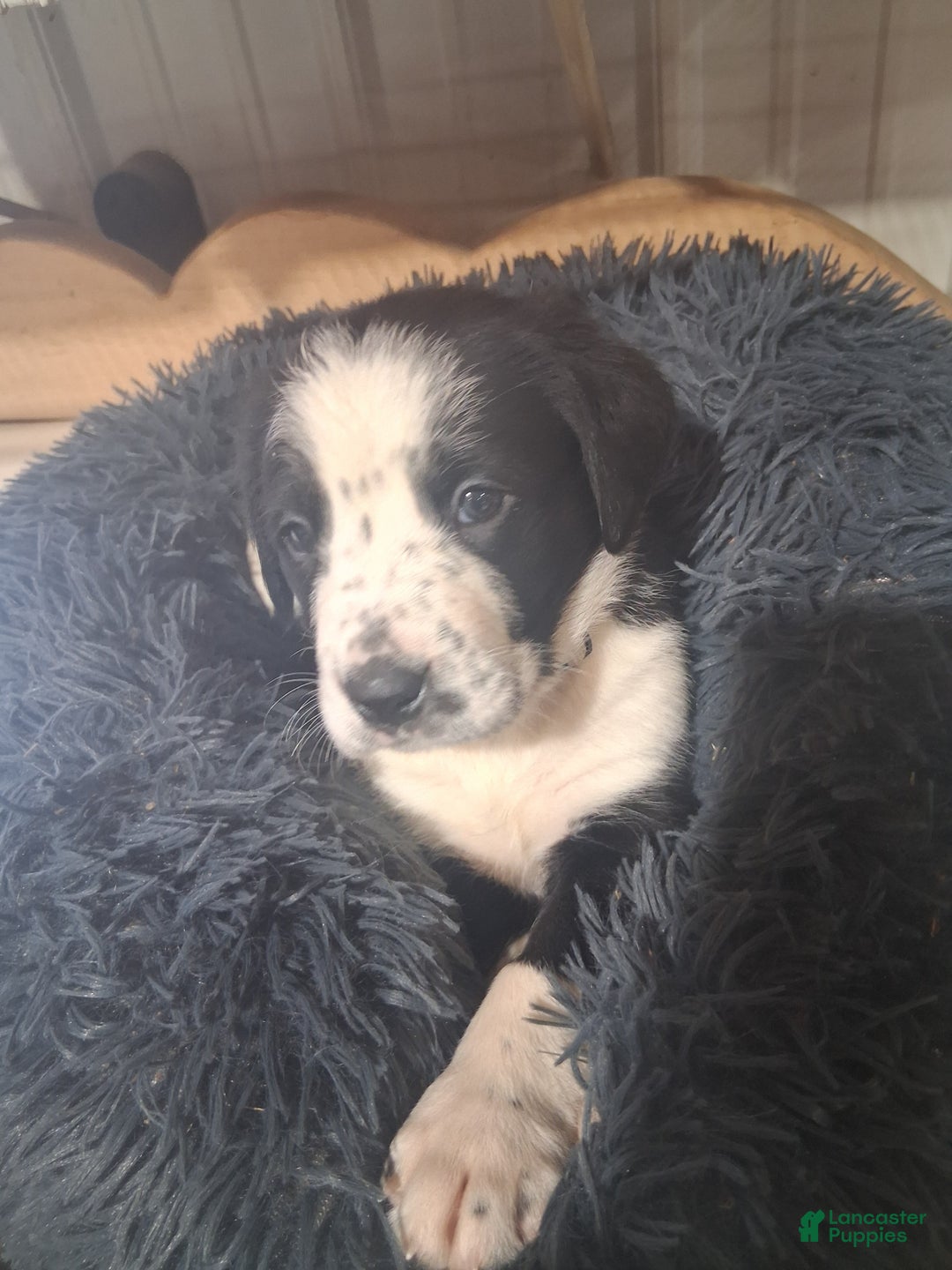 Mixed Breed dogs for sale: Junior - Ad 1