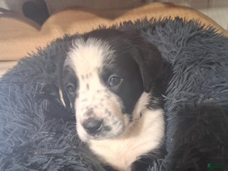 Mixed Breed dogs Junior - Ad 19