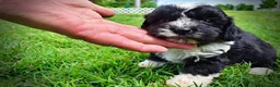 Havapoo dogs for sale: Scout - Ad 9