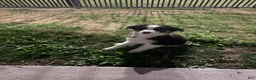 Australian Cattle Dog dogs for sale: Australian Cattle Dog 1 - Ad 3