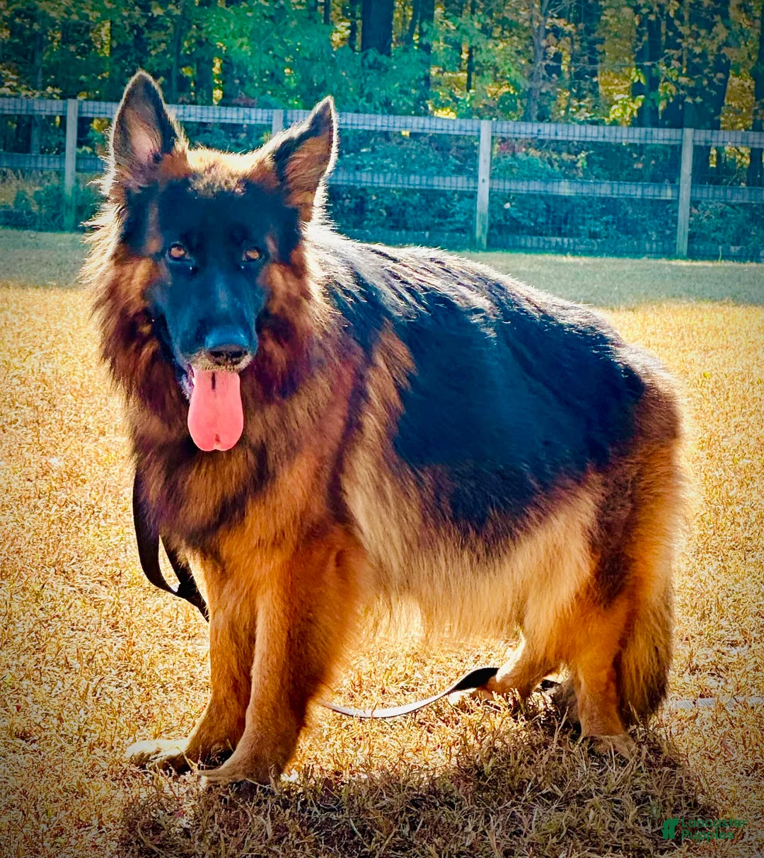 German Shepherd dogs for sale: BARB - Ad 2