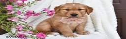 Golden Retriever dogs for sale: Cuddles - Ad 3