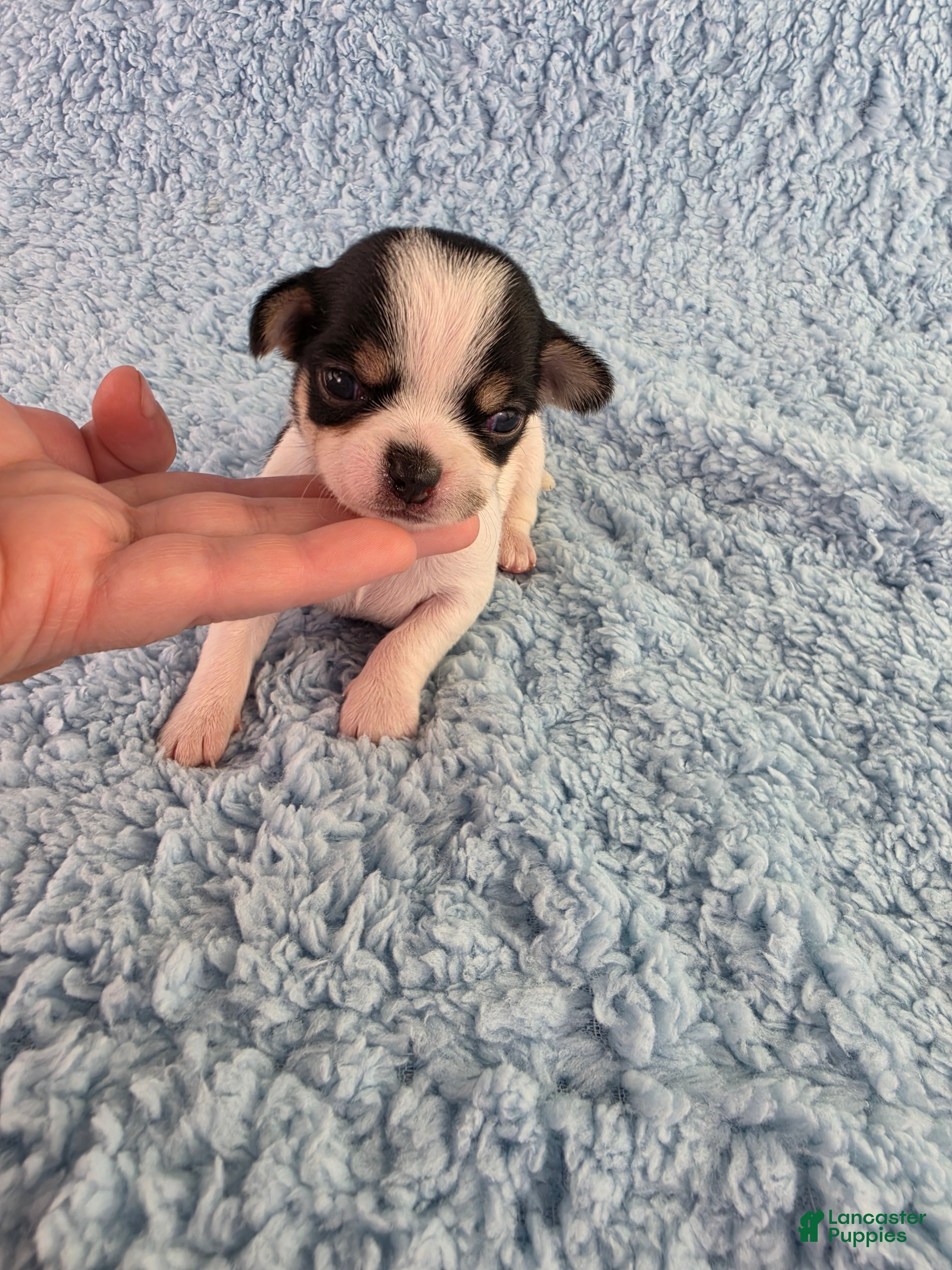 Chihuahua dogs AKC Arthur - Ad 1