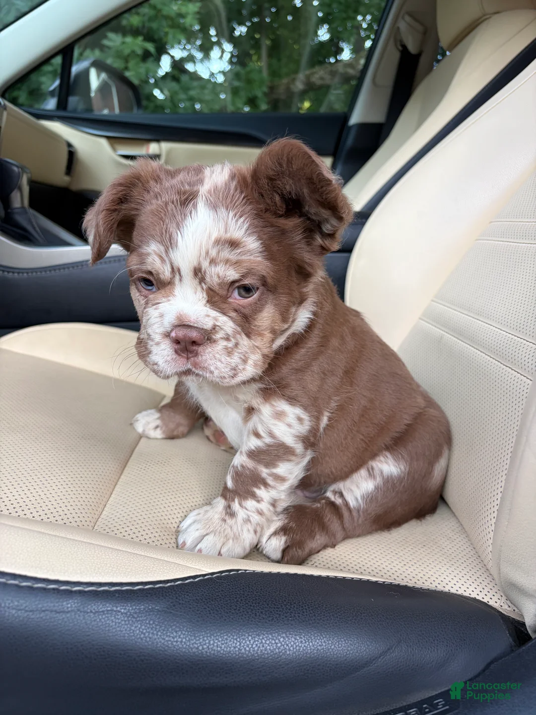 French Bulldog dogs for sale: French Bulldog 1 - Ad 1