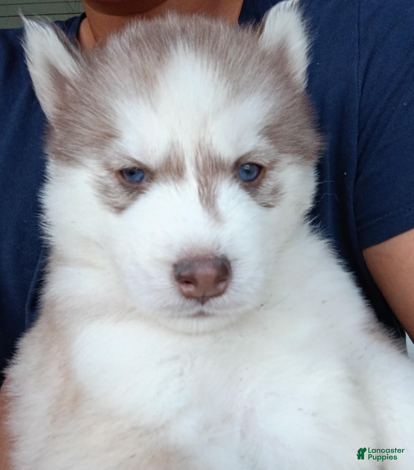 Siberian Husky dogs Male #3 - Ad 1