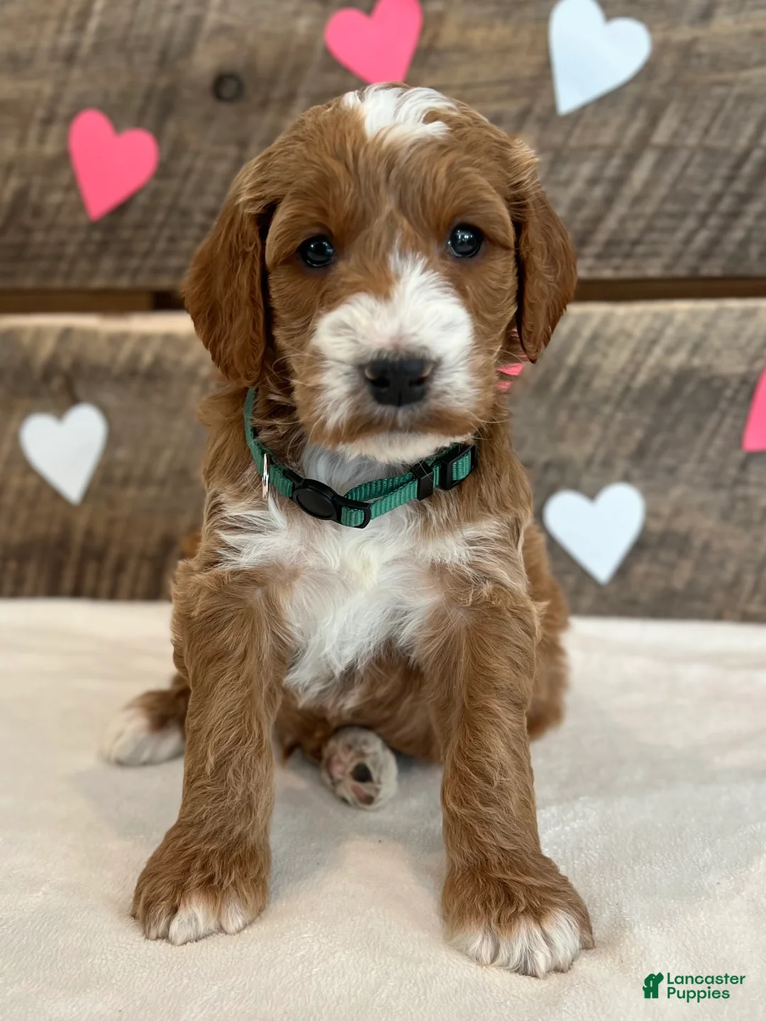 Irish Doodle dogs for sale: Jackson - Ad 8