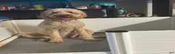 Goldendoodle dogs for sale: Goldendoodle Puppy 2 - Ad 2