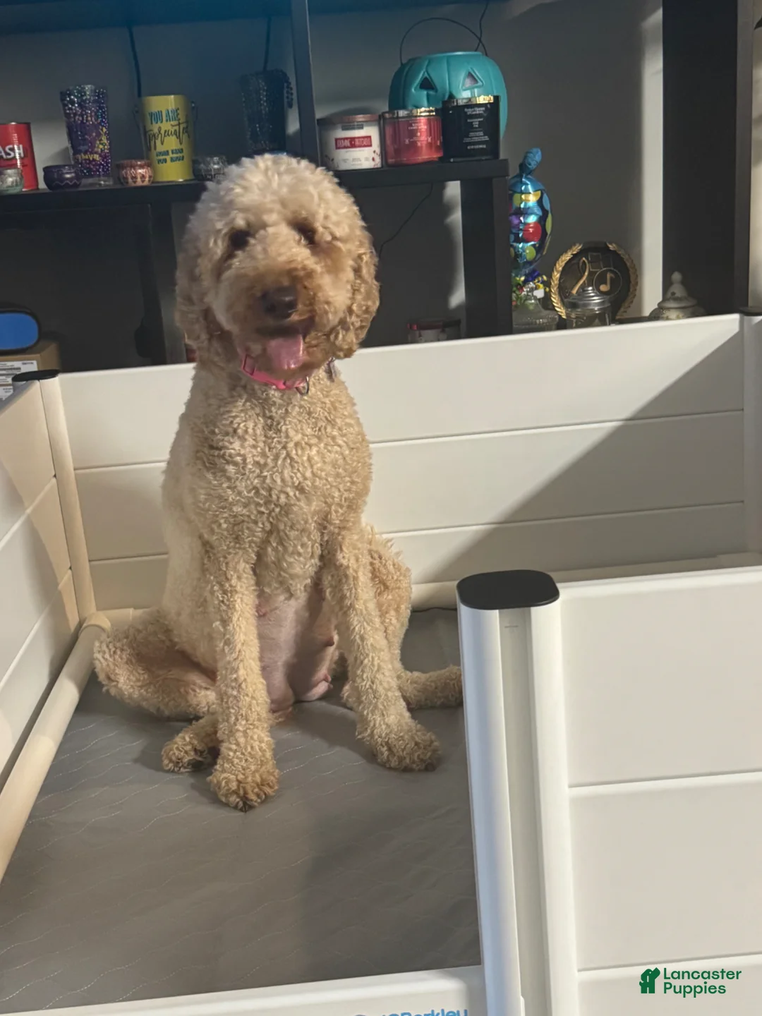 Goldendoodle dogs for sale: Goldendoodle Puppy 2 - Ad 2