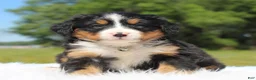 Bernese Mountain Dog dogs for sale: Honey - Ad 2