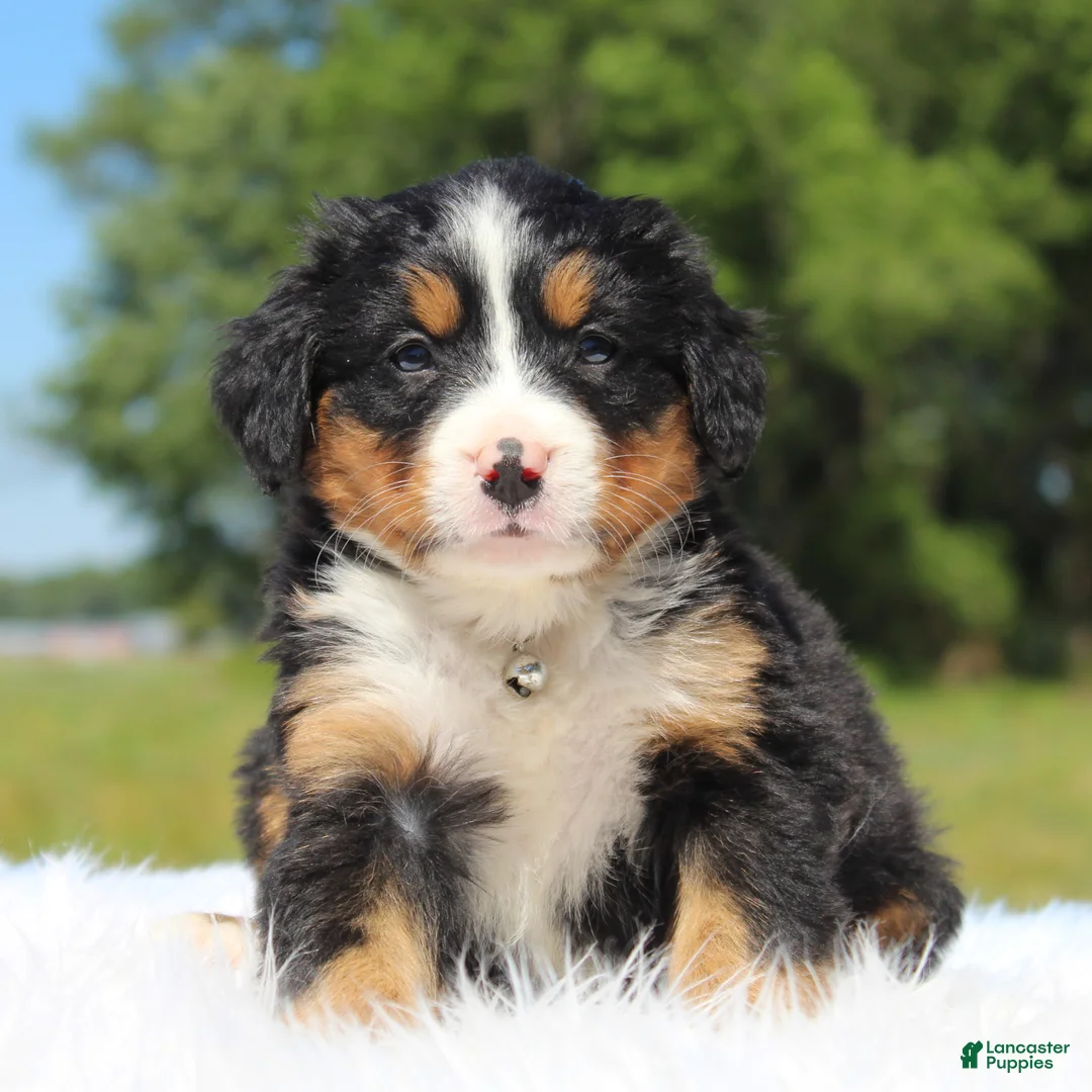 Bernese Mountain Dog dogs for sale: Honey - Ad 2