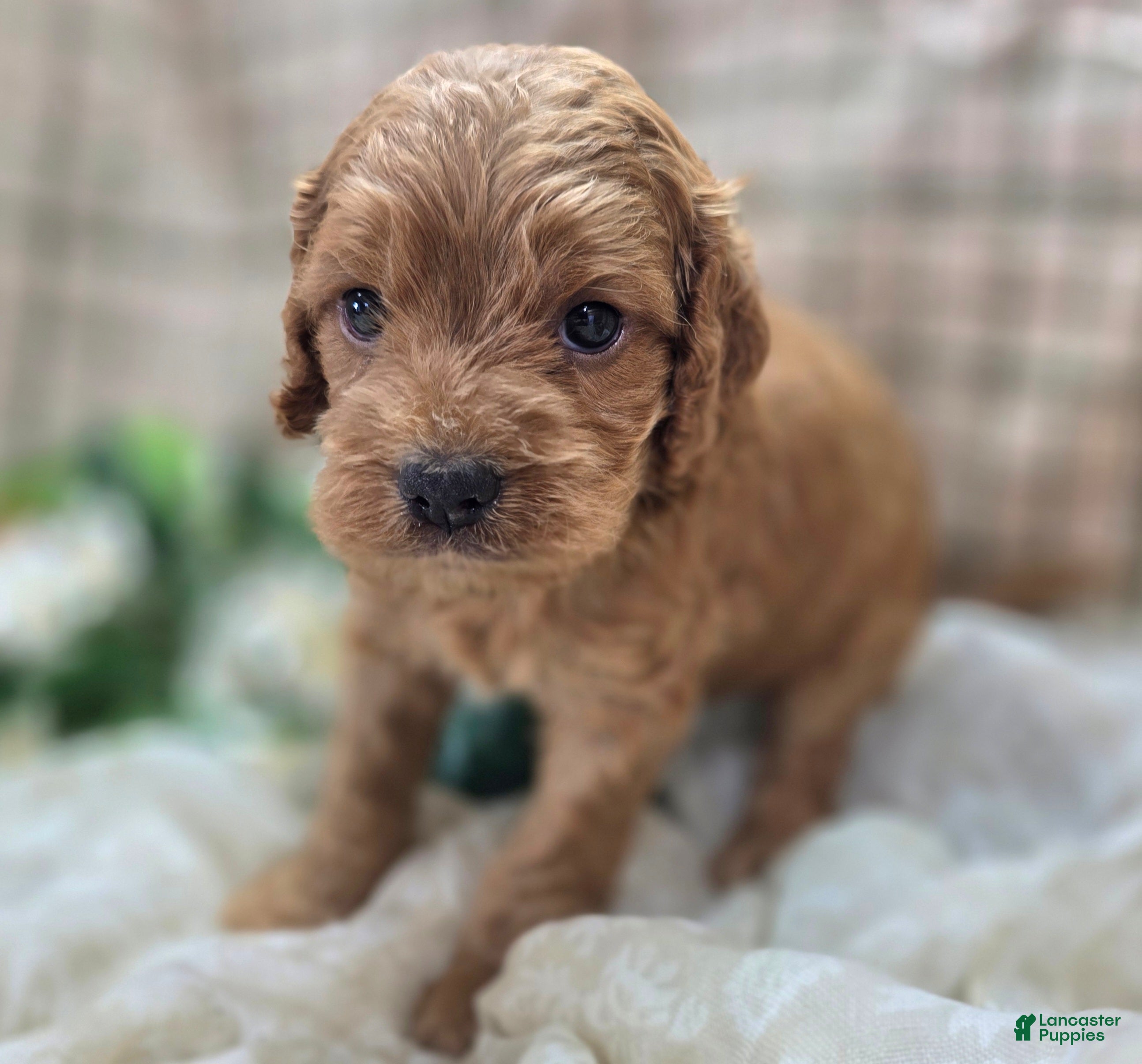 Cockapoo dogs Versace - Ad 22