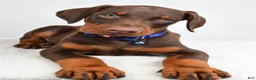Doberman Pinscher dogs for sale: Harrison - Ad 4