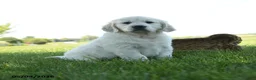 Golden Retriever dogs for sale: Lori - Ad 1
