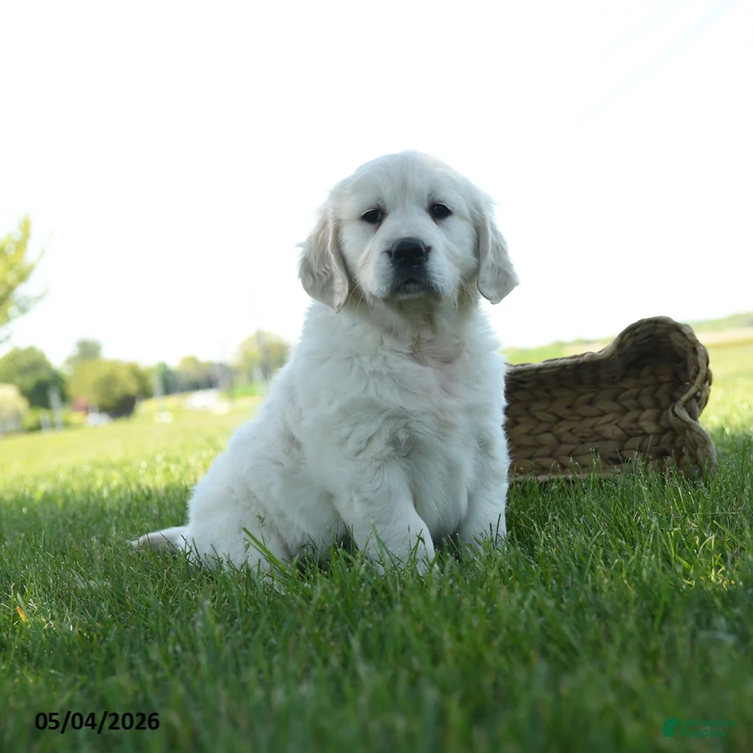 Golden Retriever dogs for sale: Lori - Ad 1