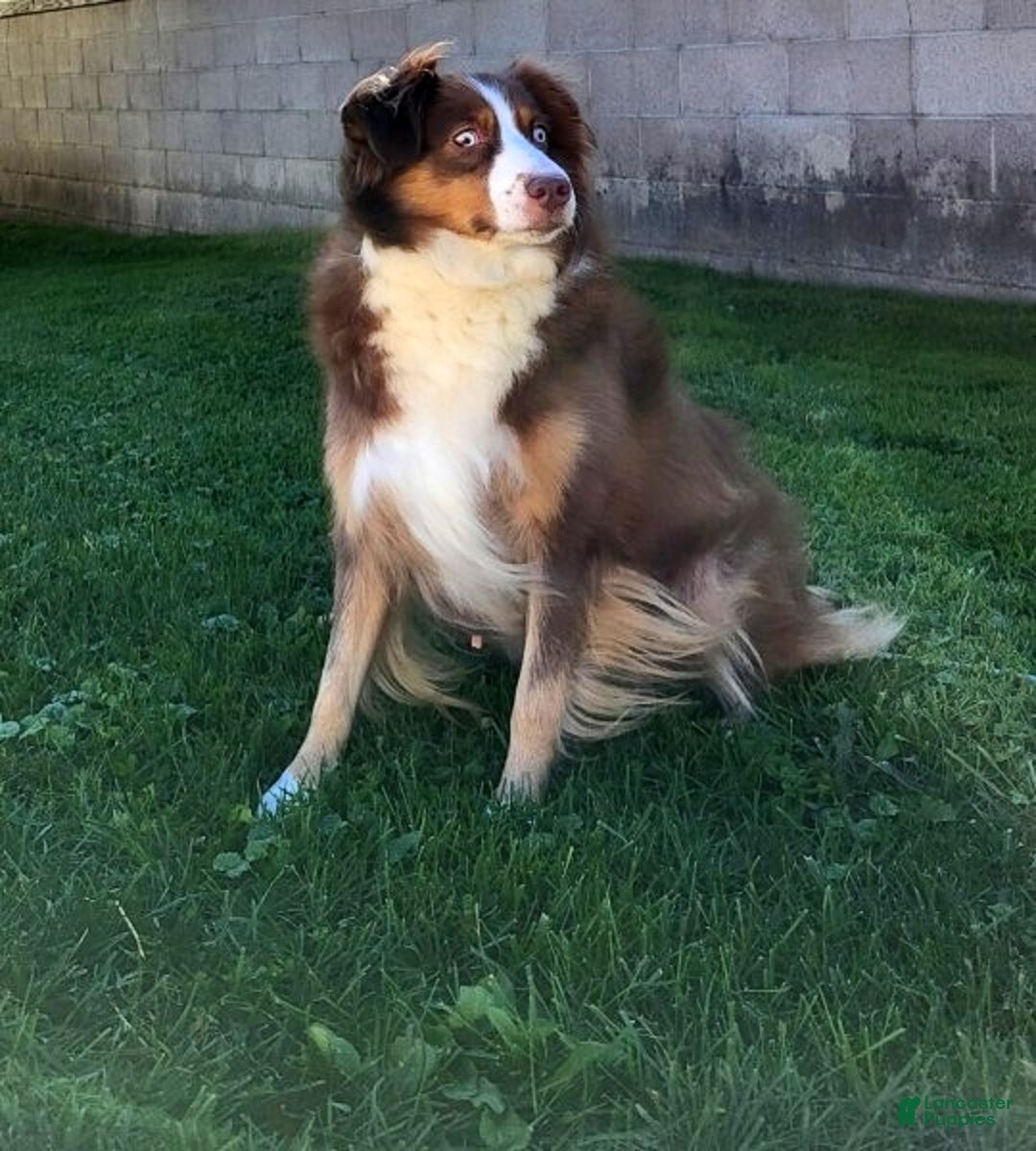 Australian Shepherd dogs for sale: Maggie - Ad 10