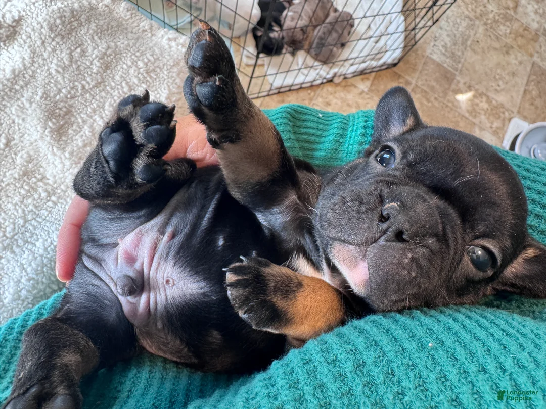 French Bulldog dogs for sale: French Bulldog Puppy 3 - Ad 2