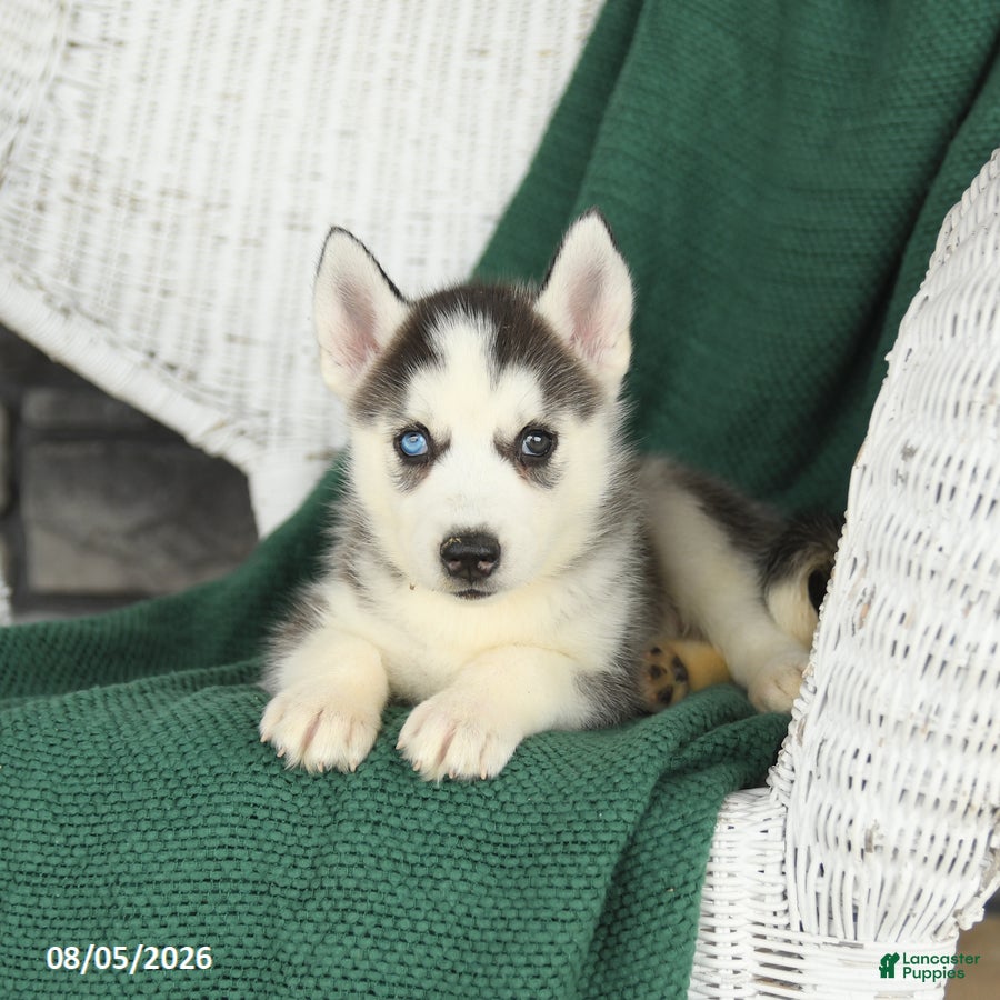 Siberian Husky dogs Violet - Ad 2