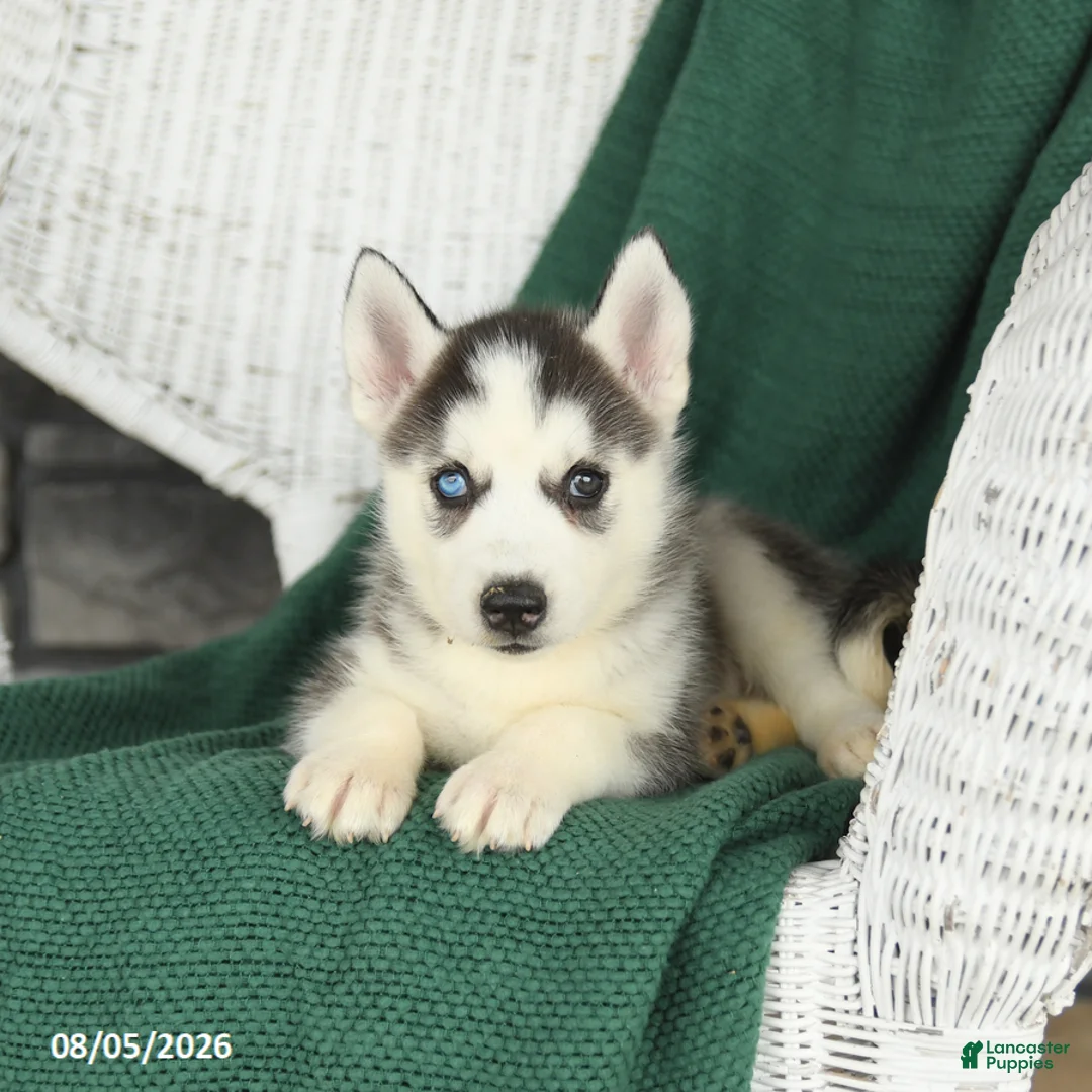 Siberian Husky dogs for sale: Violet - Ad 2