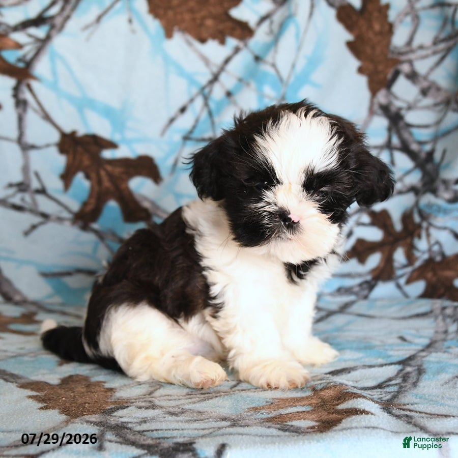 Shih Tzu dogs Katie Cow - Ad 2