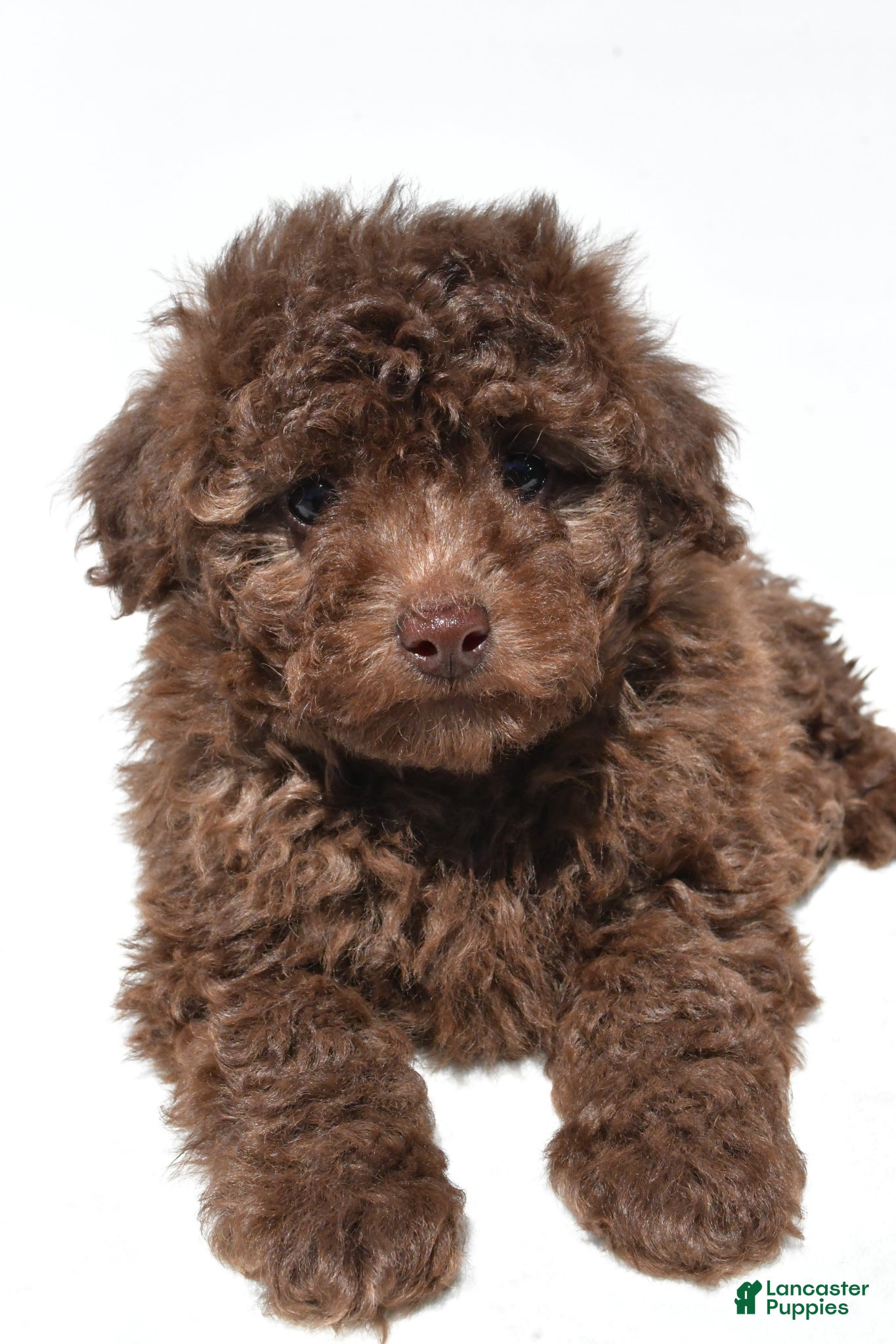 Miniature Poodle dogs Ryder - Ad 2