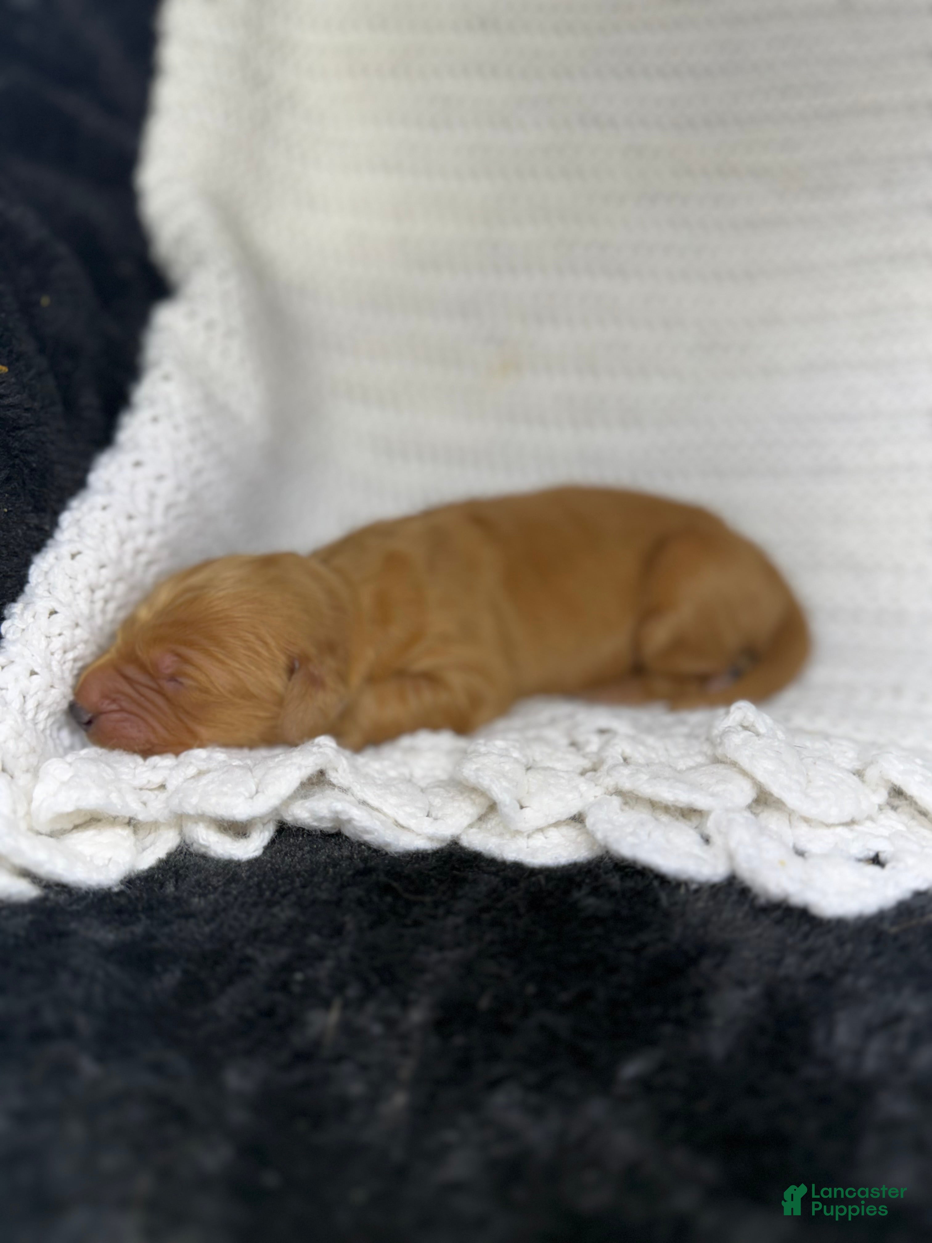 Golden Retriever dogs Golden Retriever Puppy 7 - Ad 26